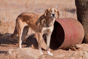 Poema «Perro, Hijo de Perra»
